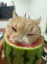 1.61 MB