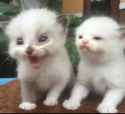 86 KB