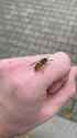2.17 MB