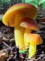 424 KB