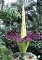 Amorphophallus_titanum_(corpse_flower)_-_2