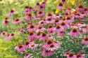 coneflowers