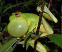 240px-Litoria_chloris_calling