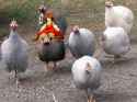 a mu most fowl