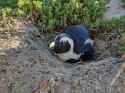 1280px-Nesting_African_Penguin