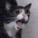 Crying_Cat_screaming