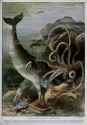 A_sperm_whale_attacks_a_giant_squid._Colour_line_block_after_Wellcome_V0021981