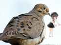 RenkoKidnappedByBird