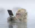 monke