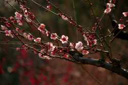 ume