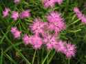 カワラナデシコ_Dianthus_superbus_var._longicalycinus