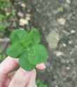 271 KB