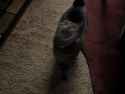 517 KB