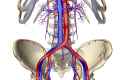 the-blood-supply-of-the-pelvis-87376790-7b216233f31e4d5da3959a64e17e6a34-2855588301