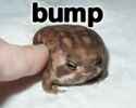 frog_bump