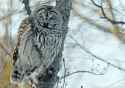 20210311-092608-3.12 barred owl.tif