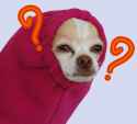 The Chihuahua of Confusion