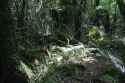 an forest
