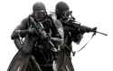 seals_out_of_water_15558089209569830623