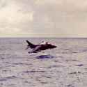 harrierfalklands