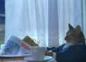 i-should-buy-a-boat-cat-meme-template-regular-7a9c9d8d