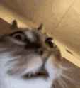 crazy-cat-insane-cat