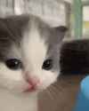 nervous kitten