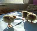 SchweetBuhbees