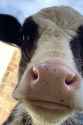 COW_tools