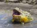 frogscreech