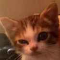 confused cat
