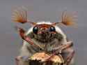 Cockchafer