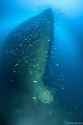 the-wreck-of-the-re-ditalia-1866-v0-4gz7hf89nt0f1