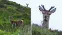 [deer anger]