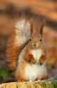 Depositphotos_1807210-stock-photo-red-squirrel (1)