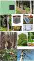 9 preplant trees for emergency fencing2