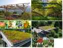 4 Fruit trees and green roofs