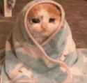 sad-cat-content-aware-scale