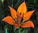 Wood-Lily-at-night-07-07-2019
