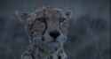 CheetahInRain
