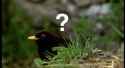 Bird with Question Mark