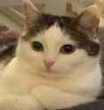 cat pondering life&#039;s great questions