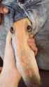 snoot