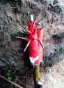 spikey RPG7 nailclub very orky