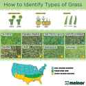 Melor-2022-09-Types-of-Grass-Infograph