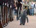General Nils Olav