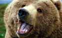 mfw da bears win da superb owl