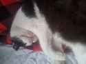Kit