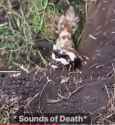 POLECAT