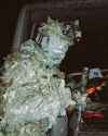 Bush